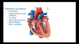 CCEA AS Unit 2 Biology Mammalian Circulation 1 The heart and circulation [upl. by Virgina]