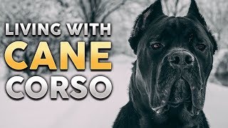 CANE CORSO What Its Like To Live With A Cane Corso feat Jason amp Kara Corey [upl. by Thorne]