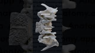 Sphenoid bone landmarks [upl. by Artie]