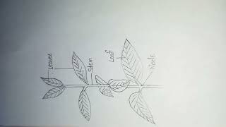 Gnetum  External morphology of gnetum  notes  diagram botany shorts [upl. by Hen]