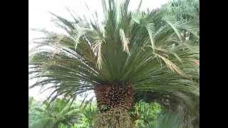 Macrozamia moorei Cycad at Fairchild Miami [upl. by Atin]