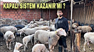 20 KOYUN İLE GEÇİNEN ADAM SÜT KOYUNUN KRALİÇESİ LAGUN [upl. by Barboza854]