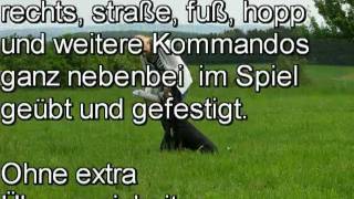 Hundetraining  Erfolg durch Unterordnung im Spiel  Rückrufkommando Entlebucher Sennenhund Lucy [upl. by Haidabej263]