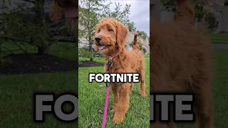 ✨️PUPPY TEAM FORTNITE OR ROBLOX shorts puppy dog roblox fortnite [upl. by Bonnell]