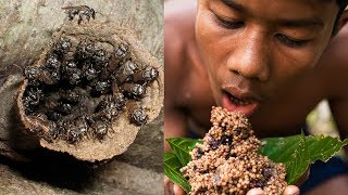 Primitive Technology Stingless Bees Underground [upl. by Dirfliw]