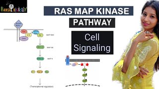 RAS MAP KINASE PATHWAYRTK Pathway Cell Signaling and Cell Communication [upl. by Karia]