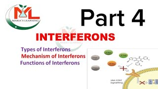 Interferons Types of interferon Mechanism of Interferons  Functions of Interferons  Immunology [upl. by Lecirg]