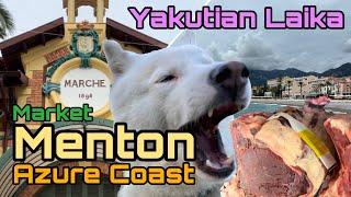 Yakutian Laika on a Sniffing Adventure yakutianlaika france market frenchcuisine menton [upl. by Mile]