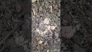 How to Grow Gomphrena plants from Seeds at homevideosflowerbeautifulviral [upl. by Pacificia]