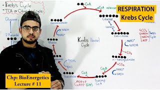 Krebs Cycle step by step Citric acid Cycle or TCA [upl. by Catrina]