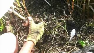 Growing and Harvesting Garlic from Seed [upl. by Lodge]