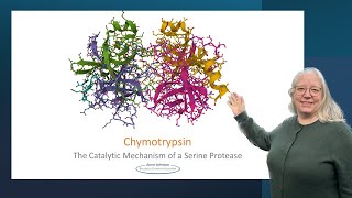 Chymotrypsin the catalytic mechanism of a serine protease [upl. by Othelia]