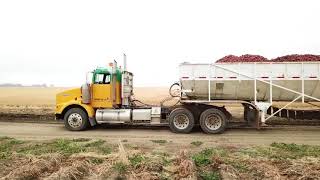 Meyer Farms  John Deere 8370R Chipped 450HP  6 Row Potato Digger  Ypma Dirty Digger  Canada [upl. by Yvor]