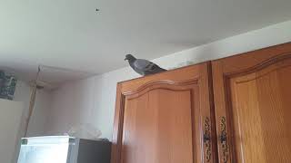 MDRRRRR UN PIGEON DANS MA MAISON  🤣🤣🤣 [upl. by Touber679]