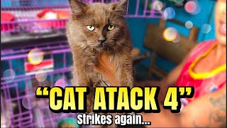 quotCAT ATTACK 4quot  Strikes again Arranque Pet Market  Sept 21 2023 [upl. by Nonah]