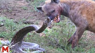 70 Craziest Animal Fights of All Time [upl. by Hymie]