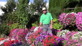 Trailing Petunias Part 2 [upl. by Leavitt]