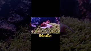 Archachatina shortvideo achatina africansnail petsofinstagram moss animals september2024 [upl. by Noby]