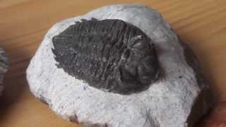 What are trilobites   Fossils in HD [upl. by Nioe798]