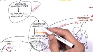 Endocrinology  Calcium and Phosphate Regulation [upl. by Siusan]