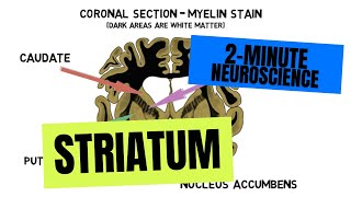 2Minute Neuroscience Striatum [upl. by Dobson]