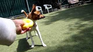 Sparky the playful Rat TerrierBasenji Mix  ADOPTED [upl. by Ros342]