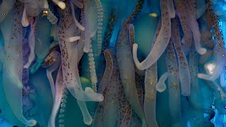 Exploring The Underwater World  4K UHD  Blue Planet II  BBC Earth [upl. by Locin754]