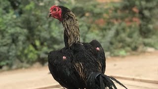 Java Aseel murga full Pakistani breed 🐓🐓🐓🐓UM Fun 92شوق ہی شوق [upl. by Darrow]