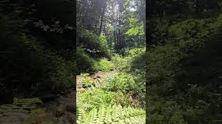 Beautiful Forest Sounds🌿🌊relaxing nature relaxation naturesounds forest calm [upl. by Atnicaj]