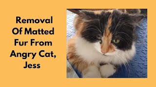 Removal Of Matted Fur From Angry Cat Jess [upl. by Esirrehc]