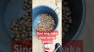 Variety ng tulya babaengbundokvlog seafood simplengbuhayprobinsya arabongbisaya [upl. by Qiratla]