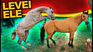 Levei nosso cavalo para Cruzar égua Dianna [upl. by Wehrle]