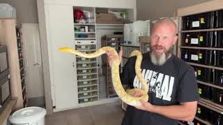 Reticulated Python tips on handling amp socialising your amazing constrictor as an amazing pet [upl. by Coulombe]