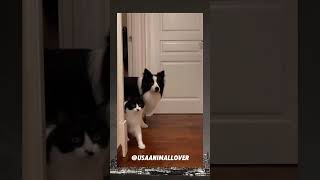 Watch These American Cats Do the Unexpected viralvideo cat funnyanimal trending funnycat [upl. by Asimaj]