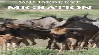 The wildebeest migration Natures spectacle [upl. by Hanover]