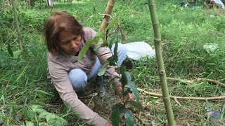 Tree Planting Fast Growing White Lawaan White Nato Molave Toog Dungon Kalumpit [upl. by Anaul766]