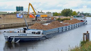 De SUIKERBIETEN worden met passen en meten aangevoerd voor de SUIKERFABRIEK in HOOGKERK [upl. by Travers]