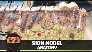 Integumentary System  Skin Model Anatomy [upl. by Jillayne]