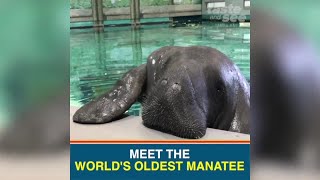 Snooty the worlds oldest manatee turns 69 years old [upl. by Riccardo107]