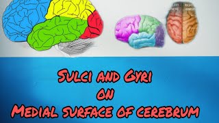 Sulci and Gyri on Medial surface of cerebrum [upl. by Tita34]