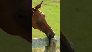 Say Goodbye to Horse Cribbing with This Simple Tip fences equestrianlife rural [upl. by Ylahtan113]