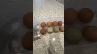 Fresh Eggs Look how colorful fresheggs nj southjersey chicken chickens eggcontainer [upl. by Elleron]