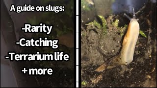 A Terrarium Keeper’s guide on slugs How to catch keep and more [upl. by Isteb]