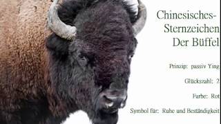 Chinesisches Sternzeichen der Büffel🐃 und seine Eigenschaften Der Büffel strebt nach Sicherheit [upl. by Elamrej222]