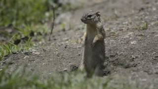 Esta es una Ardilla terrestre muy astuta de Cuautitlan Izcalli [upl. by Silver]