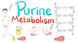 Purine Metabolism De Novo Salvage Degradation Uric Acid [upl. by Shanan725]