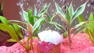 ★ My Fish Tank ★ [upl. by Amick]