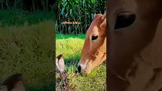 Gau Mata no Prem video shortvideo [upl. by Ngo]