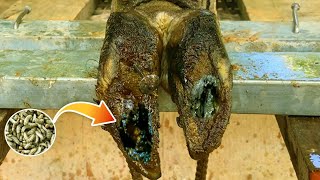 Cut Trim and Cleaning  Screw with Nails WAS STUCK IN cows hoof 9 [upl. by Acissej]