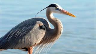 great blue heron sound call [upl. by Esital]